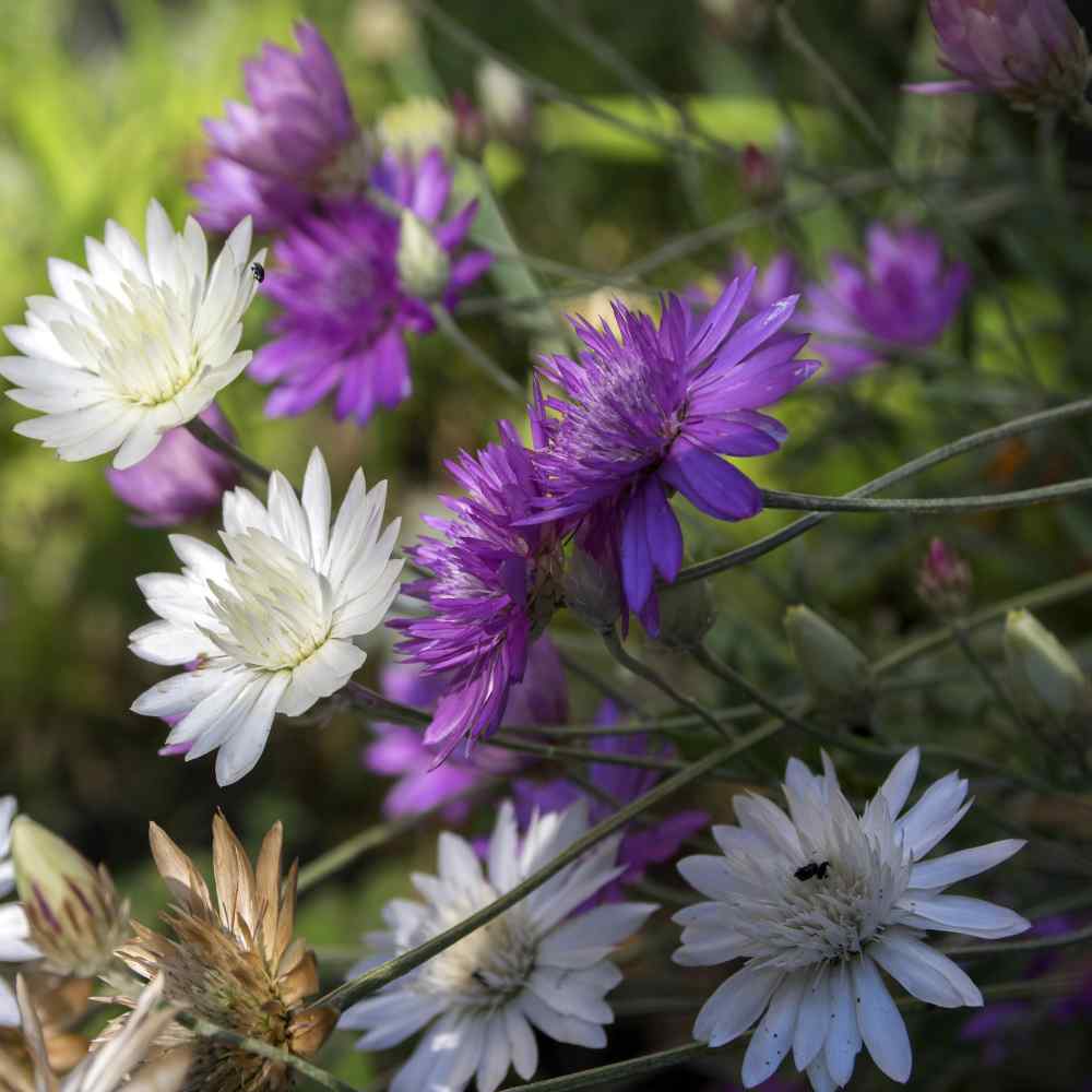 Heirloom Non-GMO Xeranthemum Annuum Flower Seeds for Garden Planting – Everlasting Paper Blooms seeds for planting in home garden