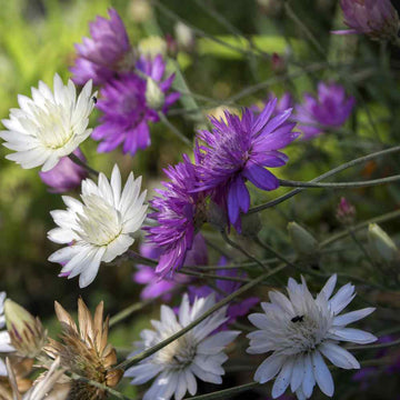 Heirloom Non-GMO Xeranthemum Annuum Flower Seeds for Garden Planting – Everlasting Paper Blooms