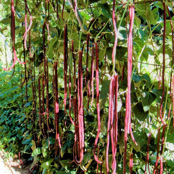 Red Noodle Bean Seeds