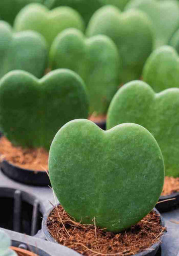 Heirloom Non-GMO Green Hoya Kerrii Flower Seeds for Garden Planting ƒ?? Heart-Shaped Blooms