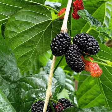 Heirloom Non-GMO Mulberry Flower Seeds | Sweet Shahtoot Morus Indica for Home Gardens
